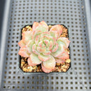 Echeveria sp. 2" Succulent Plant