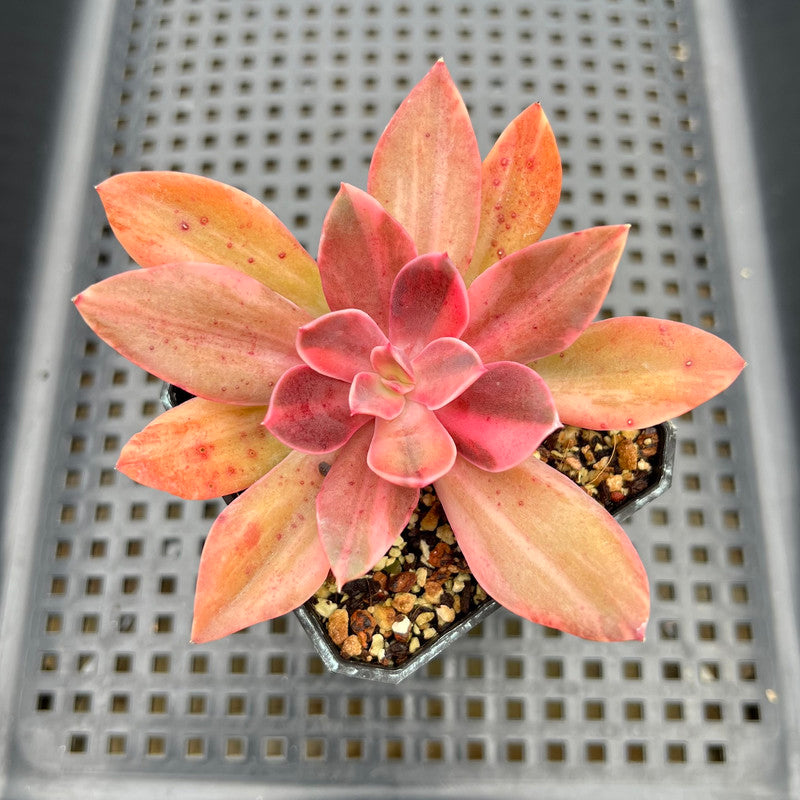 Echeveria 'Hanaikada' Variegated 3" Succulent Plant