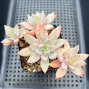 Pachyphytum sp. 3"-4" Cluster Succulent Plant