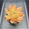 Echeveria sp. 2"-3" Succulent Plant