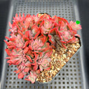 Echeveria 'Luella' Crested 4"-5" Succulent Plant