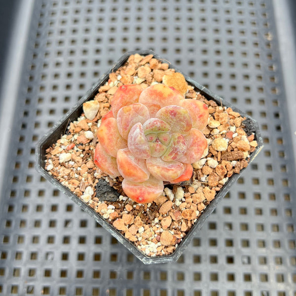 Echeveria sp. 1"-2" Succulent Plant