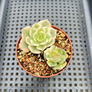 Echeveria 'Nicksana' Variegated 2" Two Heads Succulent Plant