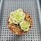 Echeveria 'Nicksana' Variegated 2" Two Heads Succulent Plant