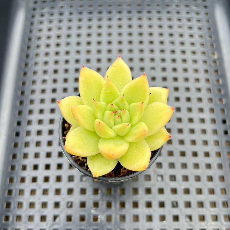 Echeveria Agavoides sp. 2" Succulent Plant