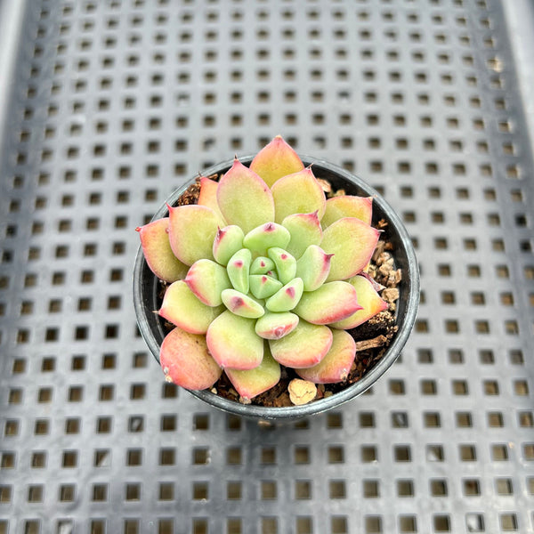 Echeveria 'Apple Pie' 1" Succulent Plant