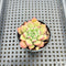 Echeveria 'Apple Pie' 1" Succulent Plant