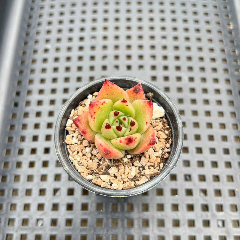 Echeveria sp. 1"-2" Succulent Plant