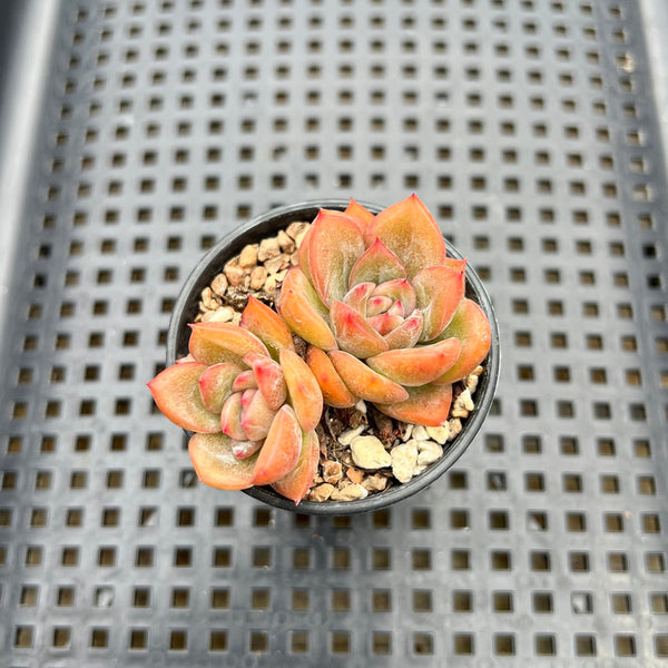 Echeveria sp. 1"-2" Succulent Plant