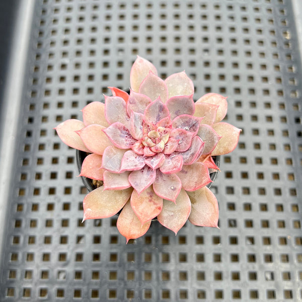 Echeveria sp. Mutated/Variegated 2" Succulent Plant