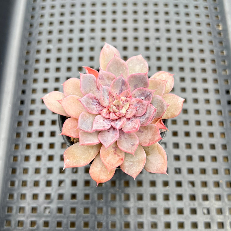 Echeveria sp. Mutated/Variegated 2" Succulent Plant