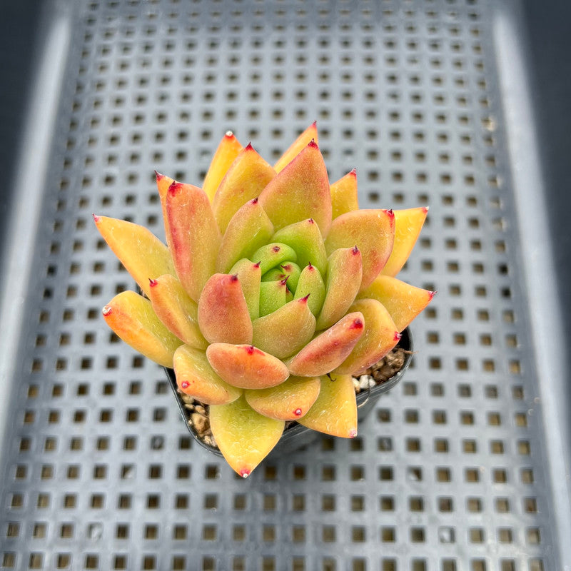 Echeveria Agavoides sp. 2" Succulent Plant