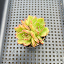 Echeveria sp. Mutated 1"-2" Succulent Plant