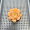 Echeveria 'Amber' 2" Seed-Grown Hybrid Succulent Plant