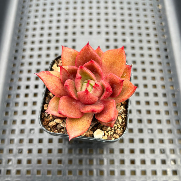 Echeveria sp. 2" Succulent Plant