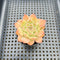 Echeveria 'Orange Bar' 1"-2" Succulent Plant