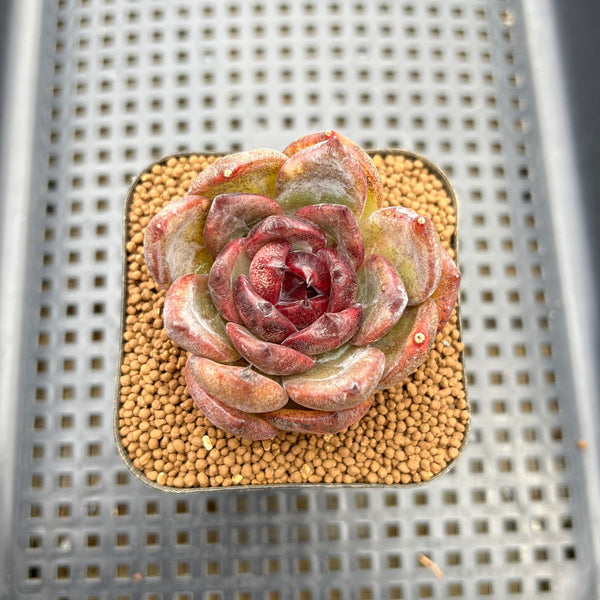 Echeveria sp. 2" Succulent Plant Cutting