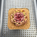 Echeveria sp. 2" Succulent Plant Cutting