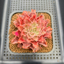 Graptoveria 'Starfire' 2" (Suculentia Original Hybrid) Succulent Plant Cutting