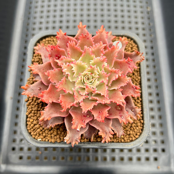 Graptoveria 'Starfire' 2" (Suculentia Original Hybrid) Succulent Plant Cutting