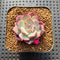 Echeveria 'Ardor' 1"-2" Succulent Plant Cutting