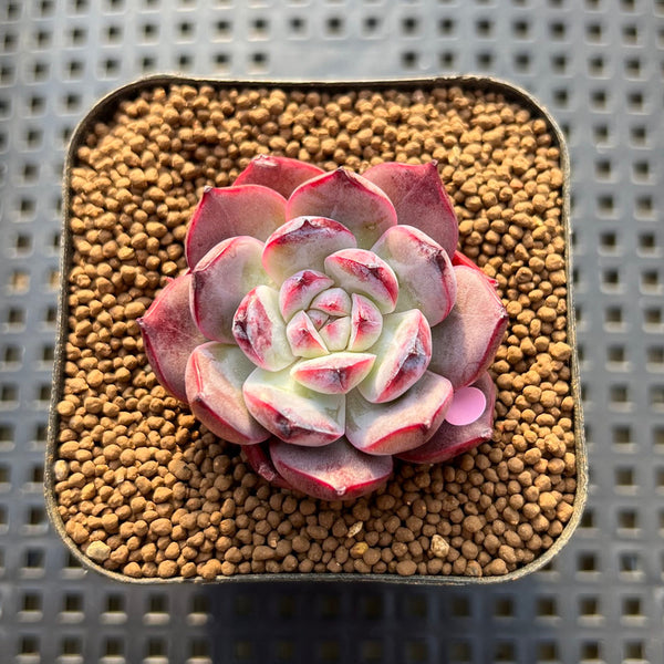 Echeveria 'Ardor' 1"-2" Succulent Plant Cutting