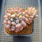 Pachyphytum 'Angel Finger' 2" Succulent Plant