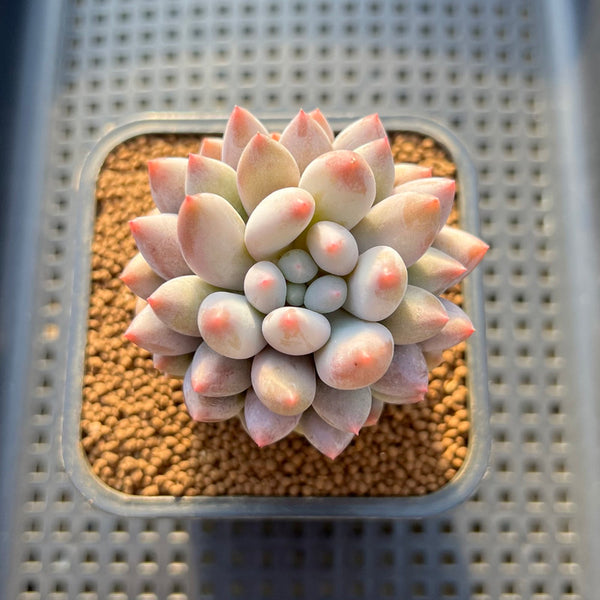 Pachyphytum 'Angel Finger' 2" Succulent Plant