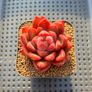 Pachyphytum 'Neon Beauty' 2" Succulent Plant Cutting