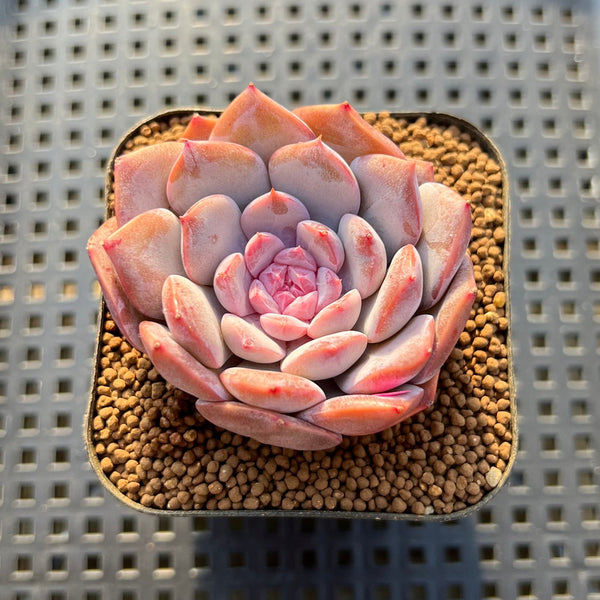 Echeveria 'Art Pink' 2" New Hybrid Succulent Plant Cutting