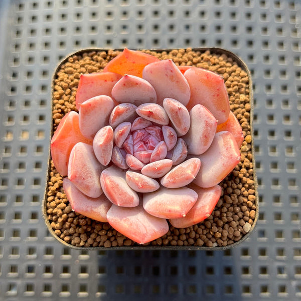 Echeveria 'Art Pink' 2" New Hybrid Succulent Plant Cutting