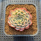 Echeveria 'Minima' Variegated 2" Succulent Plant Cutting