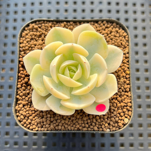 Echeveria Runyonii Variegated (Aka Echeveria 'Akaihosi' Variegated) 2" Succulent Plant Cutting