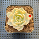 Echeveria Runyonii Variegated (Aka Echeveria 'Akaihosi' Variegated) 2" Succulent Plant Cutting