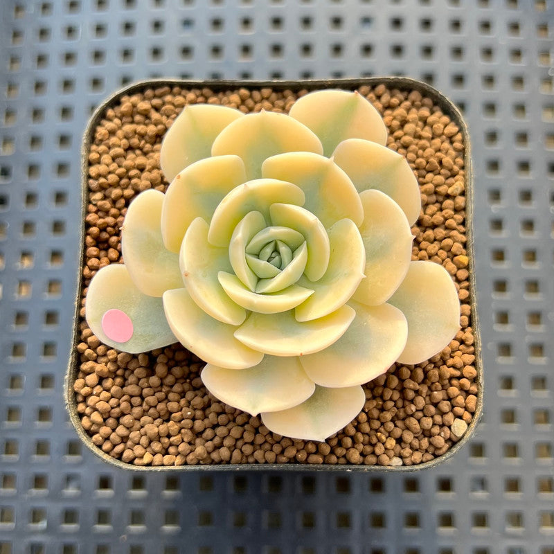 Echeveria Runyonii Variegated (Aka Echeveria 'Akaihosi' Variegated) 2" Succulent Plant Cutting