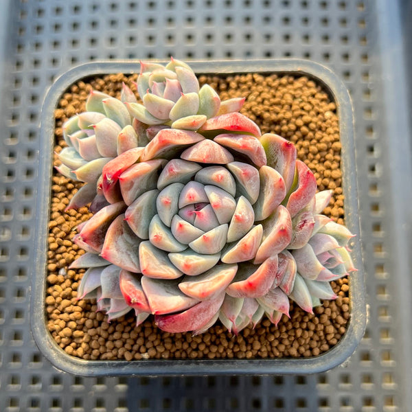 Echeveria 'Alba Beauty' 2"-3" Cluster Succulent Plant Cutting