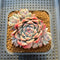 Echeveria 'Alba Beauty' 2"-3" Cluster Succulent Plant Cutting