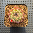 Echeveria 'Amethyst' 2" Succulent Plant Cutting