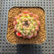 Echeveria 'Amethyst' 2" Succulent Plant Cutting