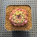 Echeveria 'Amethyst' 2" Succulent Plant Cutting