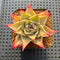 Echeveria 'Jade Star' Variegated 2" Succulent Plant Cutting