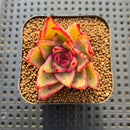 Echeveria Agavoides 'Elkhorn' Variegated 2" Succulent Plant Cutting