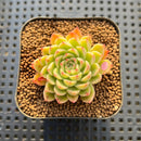 Echeveria sp. 1"-2" Succulent Plant Cutting