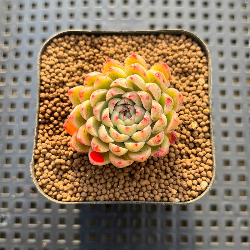 Echeveria sp. 1"-2" Succulent Plant Cutting