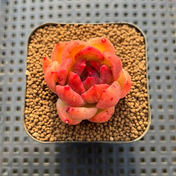 Echeveria sp. 2" Succulent Plant Cutting