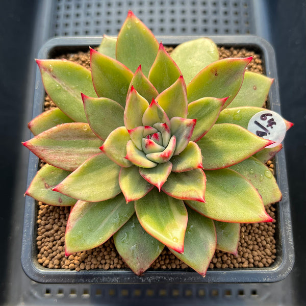 Echeveria 'Leopard' Variegated 3" Succulent Plant Cutting