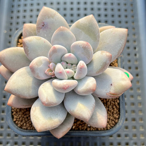 Pachyphytum 'Frevel' 3" Succulent Plant Cutting