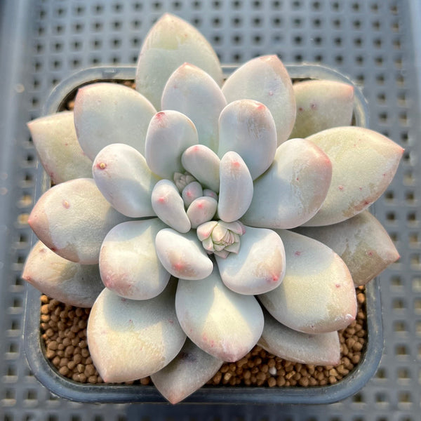 Pachyphytum 'Frevel' 3" Succulent Plant Cutting