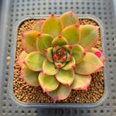 Echeveria 'Leopard' Variegated 3" Succulent Plant Cutting