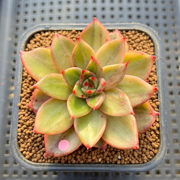 Echeveria 'Leopard' Variegated 3" Succulent Plant Cutting